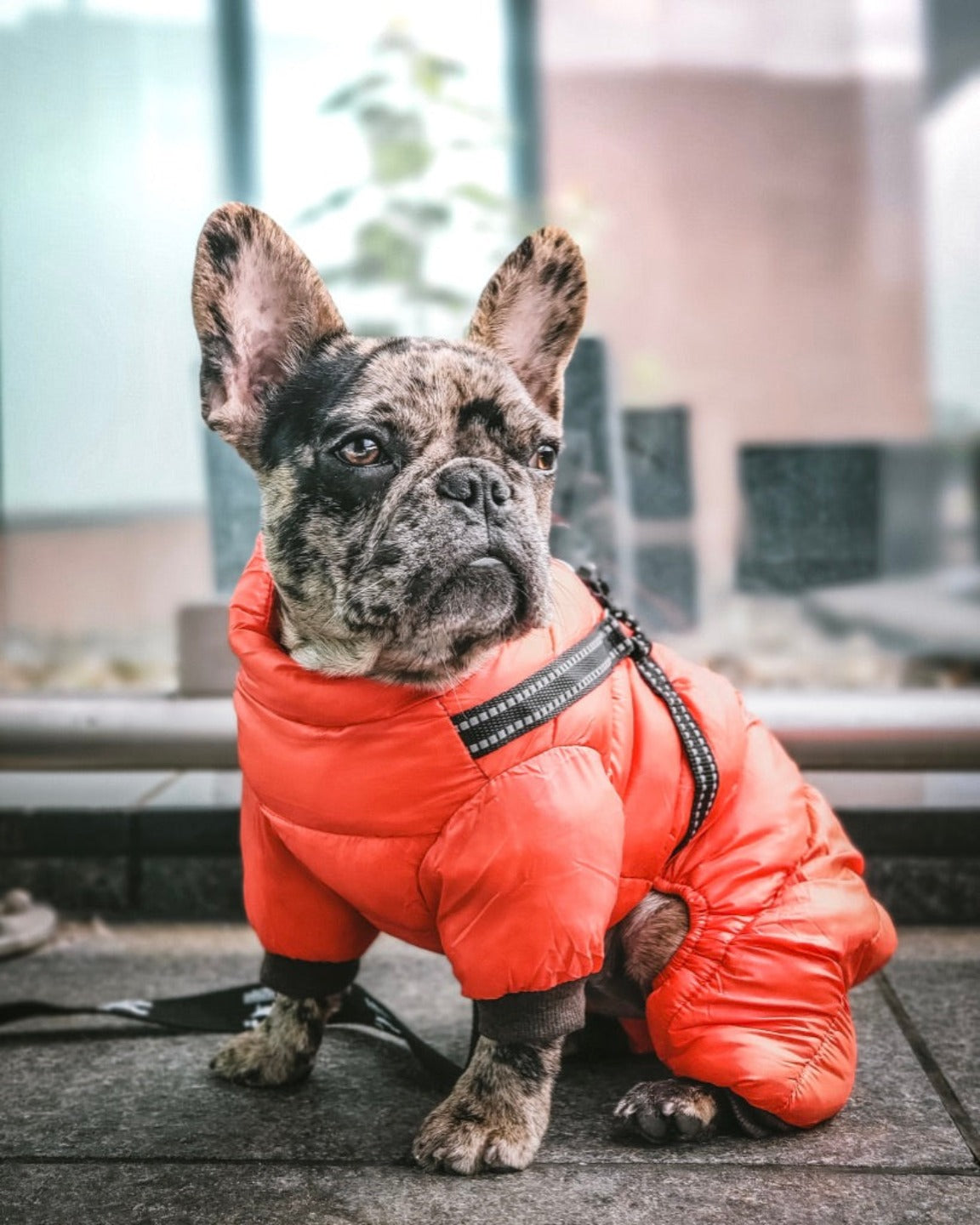 Le manteau pour chien 4 pattes avec harnais - Rouge