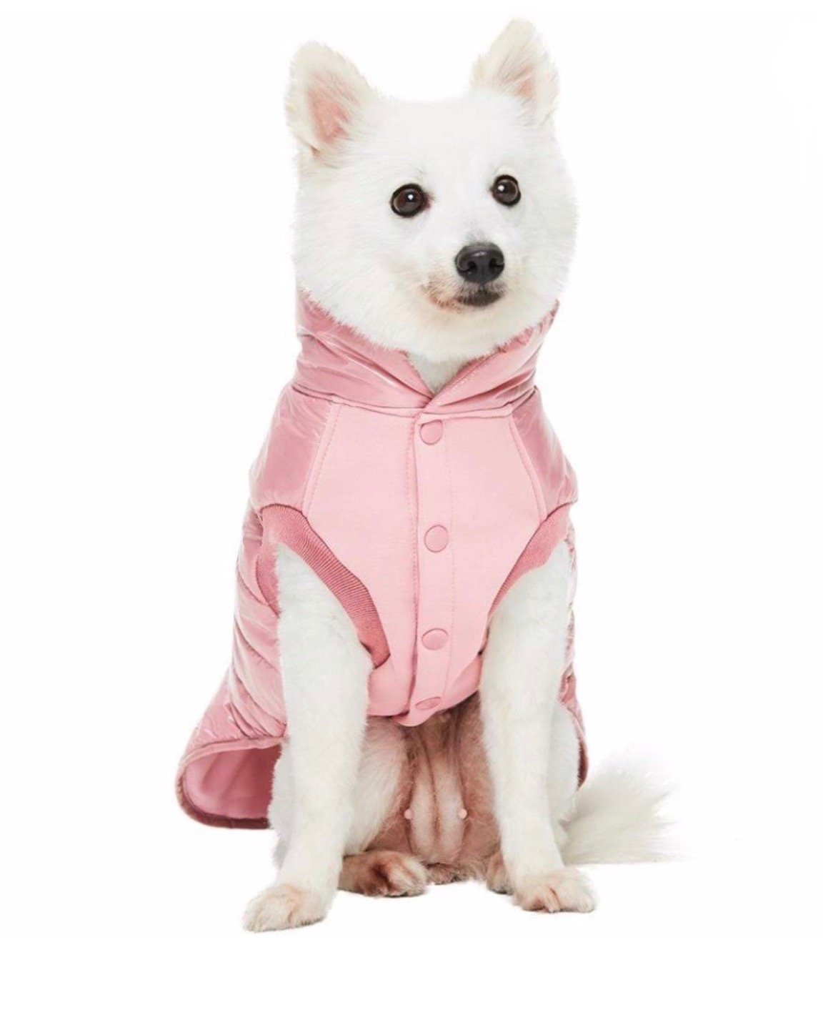 manteau rose -chien mondain