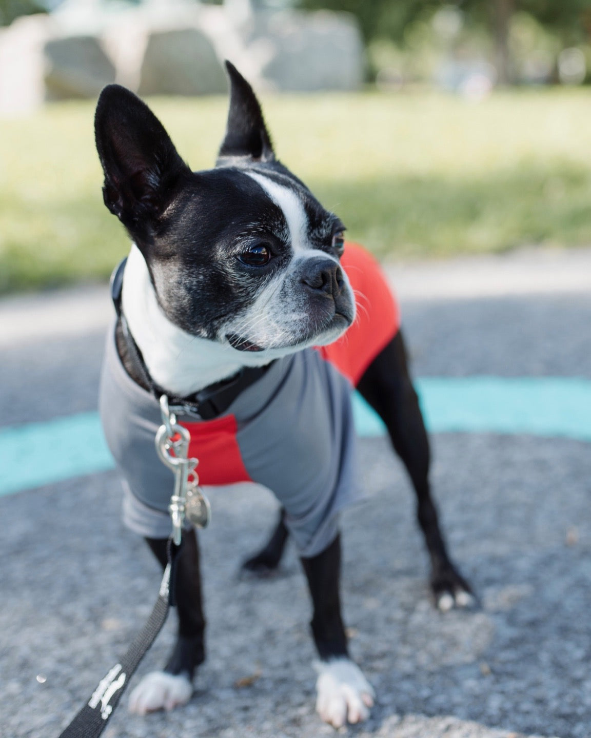 veste anti-UV -Chien mondain