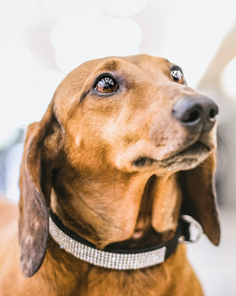 Le collier pour chien feutre et diamants fantaisie noir